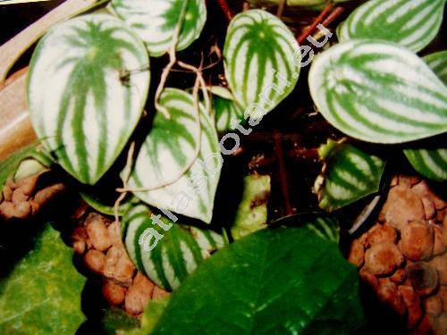 Peperomia argyreia Morr. (Peperomia arifolia Miq., Peperomia sandersii DC.)