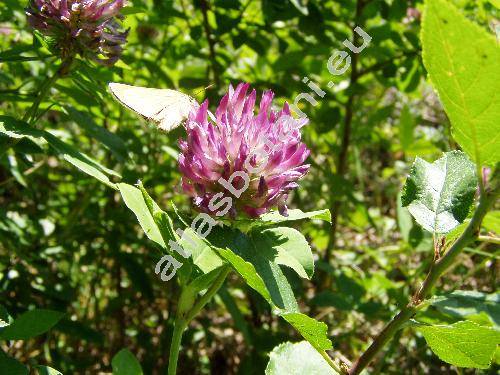 Trifolium medium L.