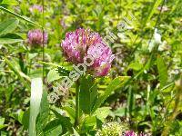 Trifolium medium L.