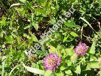 Trifolium medium L.