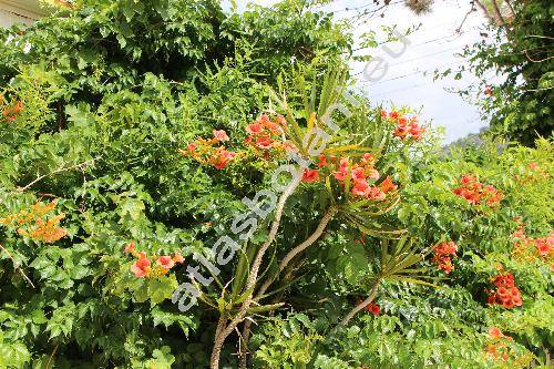 Dracaena marginata Lam.