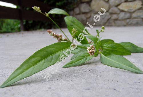 Persicaria maculosa Gray (Polygonum persicaria L., Polygonum maculatum Rafin, Persicaria maculata (Rafin.) Fourr.)