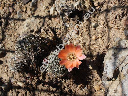 Rebutia steinmannii (Rebutia steinmannii (Solms) Britt. et Rose, Aylostera, Mediolobivia christinae)