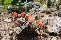 Rebutia steinmannii (Rebutia steinmannii (Solms) Britt. et Rose, Aylostera, Mediolobivia christinae)