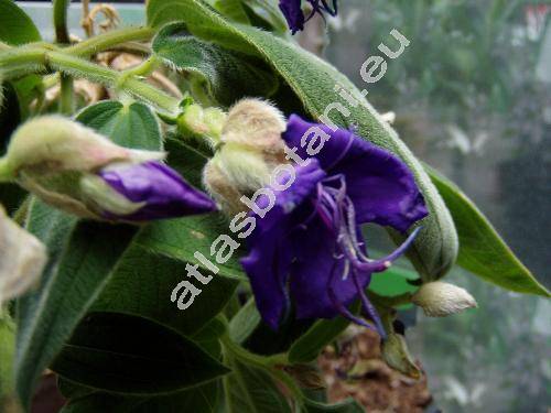 Tibouchina 'Rich Blue Sun' (Lasiandra)