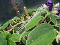 Tibouchina 'Rich Blue Sun' (Lasiandra)