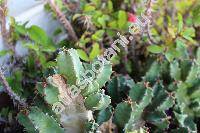 Euphorbia resinifera (Euphorbia resinifera Berg., Tithymalus)