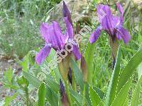 Iris aphylla L.