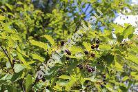 Amelanchier ovalis Med. (Mespilus amelanchier L., Aronia rotundifolia Pers., Sorbus amelanchier (L.) Crant., Amelanchier rotundifolia Dum., Amelanchier  vulgaris Moench)