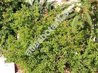 Asparagus umbellatus (Asparagus umbellatus Link)