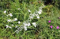 Tradescantia x andersoniana Ludw. et Rohw. 'L'Innocence' (Tradescantia virginiana hort.)