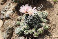 Gymnocalycium bruchii (Gymnocalycium bruchii (Speg.) Hoss., Gymnocalycium lafandense)