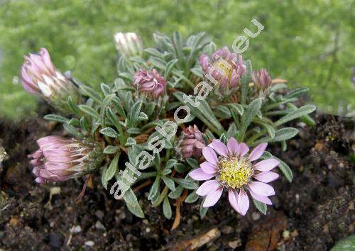 Townsendia leptotes (Gray) Osterh.