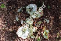 Begonia 'Escargot' (Begonia x rex)