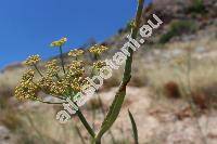 Foeniculum vulgare subsp. piperitum (Ucria) Cout. (Anethum, Meum)