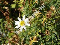 Argyranthemum 'Annie' (Chrysanthemum frutescens L., Pyrethrum frutescens (L.) Gaert., Matricaria frutescens (L.) Desr. in Lam.)
