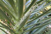 Yucca aloifolia L. (Yucca draconis L.,  Dracaena lenneana Regl.)