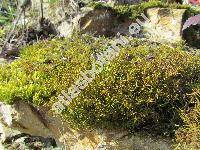 Thuidium abietinum (Hedw.) Schimp. (Abietinella abietina (Hedw.) Fleisch.)