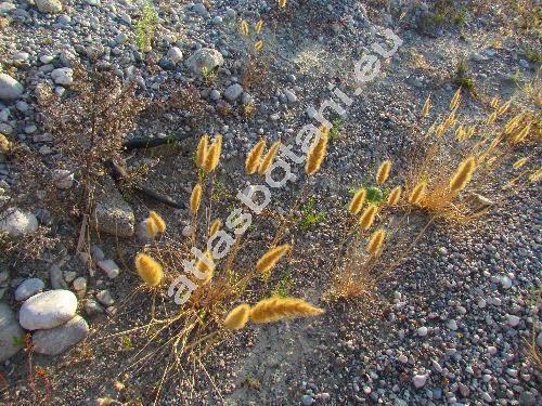 Polypogon monspeliensis (L.) Desf. (Alopecurus monspeliensis L., Polypogon melilensis Senn.)