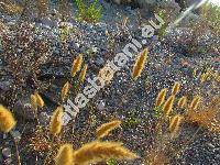 Polypogon monspeliensis (L.) Desf. (Alopecurus monspeliensis L., Polypogon melilensis Senn.)