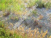 Polypogon monspeliensis (L.) Desf. (Alopecurus monspeliensis L., Polypogon melilensis Senn.)