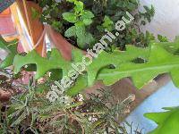 Epiphyllum angulifer (Lem.) Don. (Phyllocactus angulifer Lem., Epiphyllum darrahii (Schum.) Britt. et Rose)