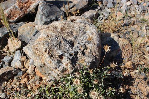 Phagnalon pygmaeum (Sieb.) Greut. (Phagnalon pumilum)