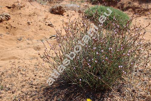 Limonium graecum (Poir.) Kuntze (Statice graeca Poir.)