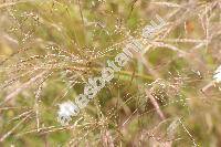 Apera spica-venti (L.) Beauv. (Agrostis spica-venti L.)