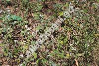 Heliotropium hirsutissimum Grauer (Heliotropium villosum Willd.)