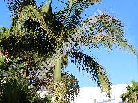 Roystonea regia (Kunth) Cook (Euterpe ventricosa Wright, Palma elata Bartr., Oreodoxa regia Kunth)