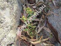 Euphorbia hypericifolia L. (Tithymalus, Euphorbia papilligera Boiss., Chamaesyce boliviana (Rusby) Croizat, Anisophyllum hypericifolium (L.) Haw., Ditritea obliqua Raf.)