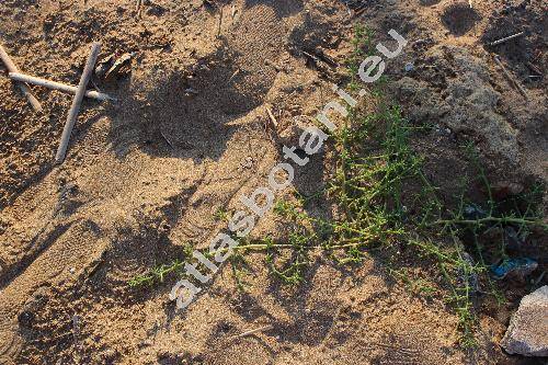 Salsola kali L. (Salsola kali auct., Salsola tragus auct., Salsola australis Br., Salsola kali subsp. iberica (Senn. et Pau) Rilke)