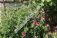 Mentha x rotundifolia (L.) Huds. (Mentha spicata x Mentha suaveolens, Mentha suaveolens auct., Mentha x villosa Huds.)