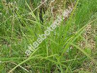 Carex elata All. (Carex hudsonii Bennett, Carex stricta Good.)