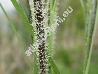 Carex elata All. (Carex hudsonii Bennett, Carex stricta Good.)