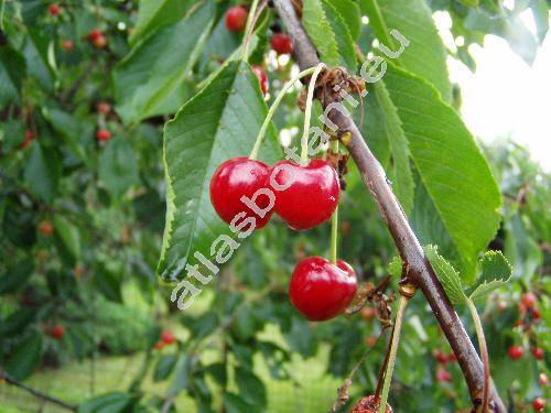 Prunus avium 'Belice' (Prunus avium subsp. juliana (L.) Janchen, Cerasus avium (L.) Moench, Prunus cerasus var. avium)