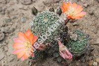 Rebutia steinmannii (Rebutia steinmannii (Solms) Britt. et Rose, Aylostera, Mediolobivia christinae)