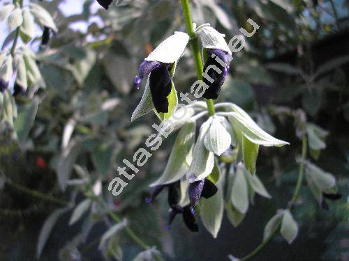 Salvia discolor Kunth
