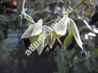 Salvia discolor Kunth