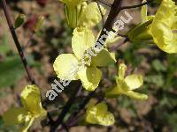 Brassica oleracea var. sabellica L. (Brassica oleracea L. var. sabellica L.)