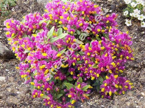 Polygala chamaebuxus 'Grandiflora' (Polygaloides chamaebuxus (L.) Schwarz)