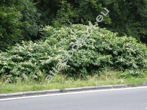 Reynoutria x bohemica (Polygonum, Fallopia)