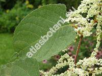 Reynoutria x bohemica (Polygonum, Fallopia)
