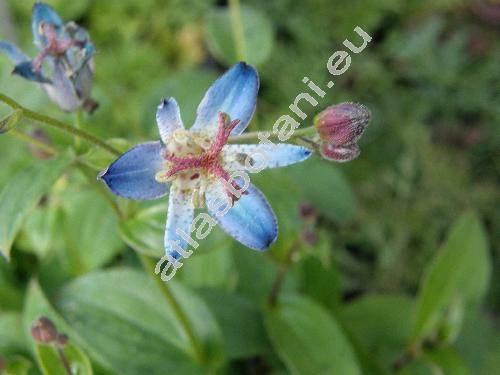 Tricyrtis 'Blue Wonder'