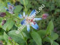 Tricyrtis 'Blue Wonder'