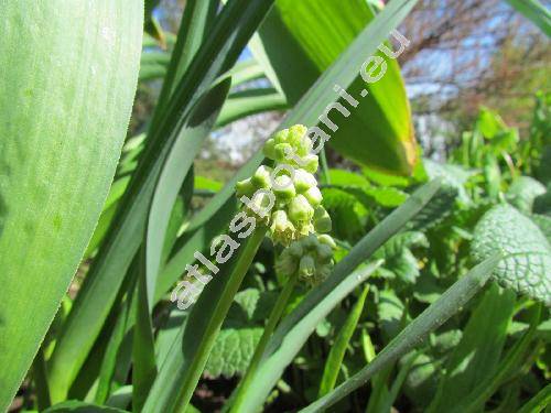 Bellevalia 'Green Pearl' (Muscari,  Bellevalia pycnantha 'Green Pearl')