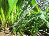 Bellevalia 'Green Pearl' (Muscari,  Bellevalia pycnantha 'Green Pearl')