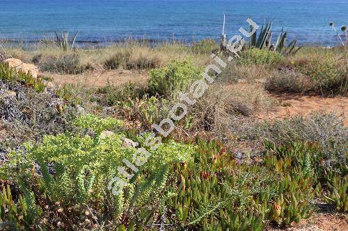 Euphorbia paralias L. (Tithymalus)
