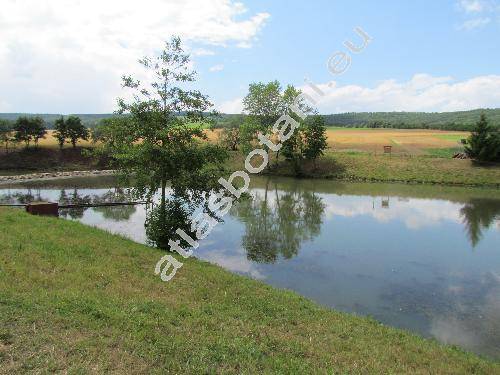 Potamogeton crispus L.